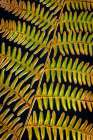 USA, Washington State, Seabeck. Bracken fern detail. Art Print
